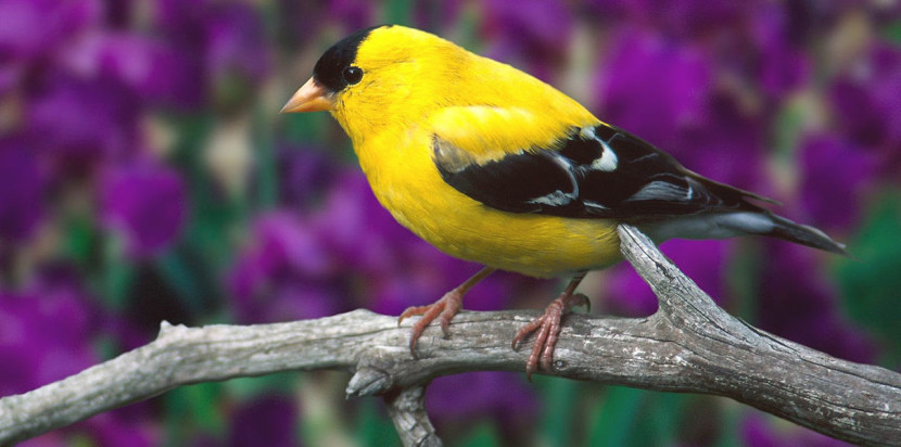 жовтий птах